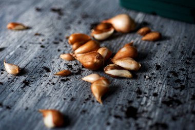 Gri bir kırsal ahşap yüzey üzerinde yeşil bir pencere çiçek kutusunun yanına serpiştirilmiş bazı lale soğanlarının yakın plan görüntüsü.