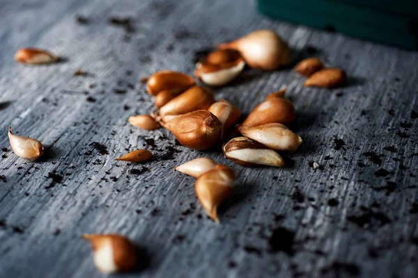 Close Van Een Aantal Tulpenbollen Van Verschillende Grootte Een Grijs — Stockfoto