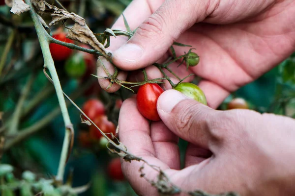 Primer Plano Joven Caucásico Recogiendo Algunos Tomates Cherry Maduros Planta — Foto de Stock