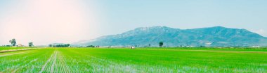 Deltebre, Katalonya, İspanya 'da Ebro Delta' da web pankartı ya da başlık olarak kullanılacak, güneş ışınları ve panoramik bir formatla sulanmış bir çeltik tarlasının güzel manzarası,