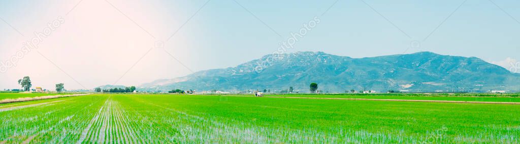 nice view over a waterlogged paddy field, with a sunbeam, in a panoramic format to use as web banner or header, landscape in the Ebro Delta in Deltebre, Catalonia, Spain,