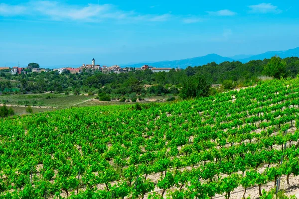 Una Vista Panorámica Los Viñedos Argilaga Pequeño Pueblo Agrícola Provincia — Foto de Stock