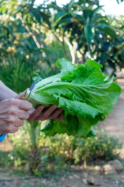 Joven Caucásico Corta Tallo Una Lechuga Romana Recién Recogida Una — Foto de Stock