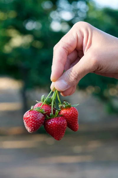 Primer Plano Joven Sosteniendo Manojo Fresas Recién Recogidas Mano Una —  Fotos de Stock