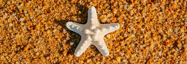 High Angle View White Starfish Wet Sand Seashore Beach Panoramic — Stock Photo, Image
