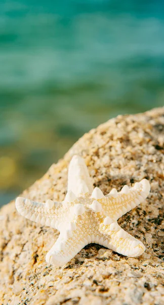 Zbliżenie Rozgwiazdy Skale Plaży Morzem Tle Pionowym Formacie Wykorzystania Mobilnych — Zdjęcie stockowe