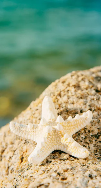 Gros Plan Une Étoile Mer Sur Rocher Sur Plage Avec — Photo