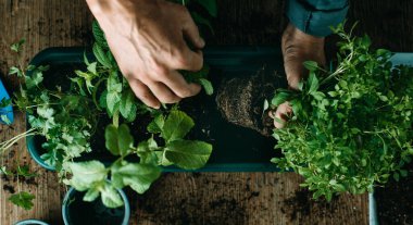 Kafkasyalı bir adamın yeşil bir çiçek kutusuna nane, maydanoz ya da fesleğen gibi aromatik otlar ekerken yüksek açılı görüntüsü.