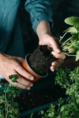 Beyaz adamın, gri bir iş ceketi içinde, nane, maydanoz ve fesleğen gibi aromatik otları yeşil bir çiçek kutusunda yeniden ekmesi hakkında yakın plan.