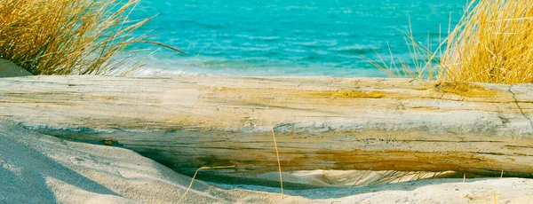 Primer Plano Viejo Tronco Árbol Envejecido Lavado Arena Una Playa — Foto de Stock