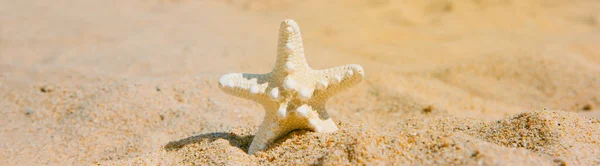 一只白色的海星在孤独海滩的沙滩上的特写 全景格式 用作网页横幅或标题 — 图库照片