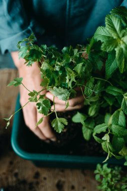 Beyaz bir adamın, çalışan bir ceketin içinde, yeşil plastik bir çiçek kutusuna maydanoz yerleştirirken diğer aromatik otların yanına, örneğin nane ya da fesleğen gibi.