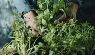 Kafkasyalı bir adamın, gri bir iş ceketi içinde, yeşil bir çiçek kutusuna nane, fesleğen ya da maydanoz gibi farklı aromatik otlar ektiği yakın plan.