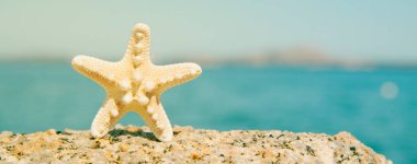 Bir denizyıldızı sahildeki bir kayanın üzerinde durur, arka planda deniz vardır, panoramik bir formatta web pankartı ya da başlık olarak kullanılır.