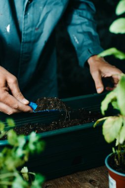 Kafkas bir adam, gri iş ceketi, toprak ile doldurulmuş yeşil plastik bir pencere çiçek kutusu, bazı aromatik otlar ekmek için