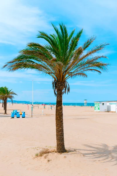 加泰罗尼亚 Spain 2021年8月2日 一棵棕榈树和一些人在西班牙甘迪亚的甘迪亚高原海滩欣赏海滩 它是瓦伦西亚社区一个受欢迎的夏季旅游胜地 — 图库照片