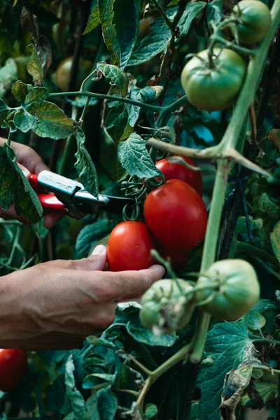 Giovane Caucasico Sta Raccogliendo Pomodori Maturi Una Piantagione Usando Paio — Foto Stock