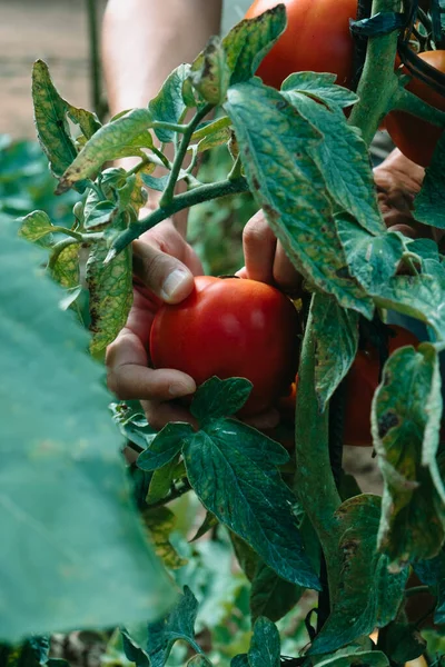 Primer Plano Joven Caucásico Punto Recoger Algunos Tomates Maduros Una — Foto de Stock