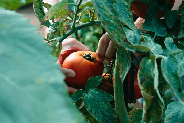 Joven Caucásico Una Plantación Recoge Tomate Maduro Planta — Foto de Stock