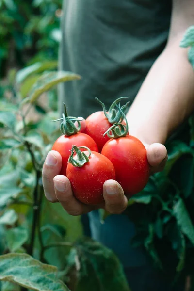 Close Jovem Caucasiano Com Monte Tomates Maduros Recém Coletados Sua — Fotografia de Stock