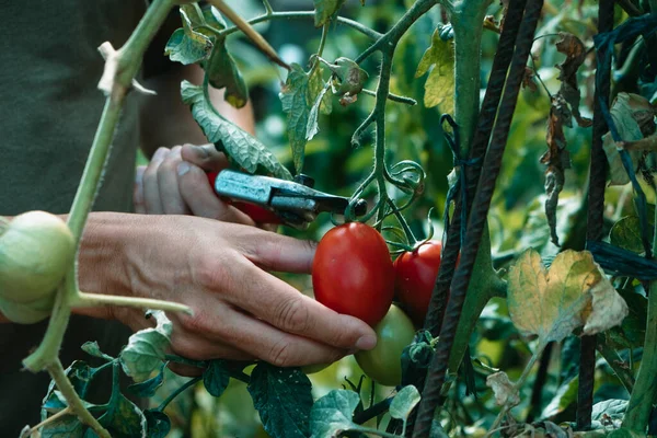 Primer Plano Joven Caucásico Recogiendo Tomates Maduros Usando Par Tijeras — Foto de Stock