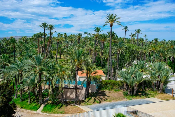 在西班牙瓦伦西安社区的Elche 著名的Elche棕榈园 Palmeral Elche 或Elche棕榈林 Palm Grove Elche 是一个有许多棕榈树的公园 — 图库照片