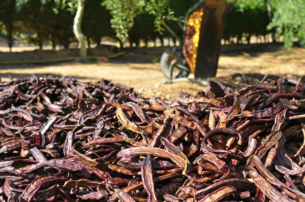 Reife Johannisbrot nach der Ernte — Stockfoto