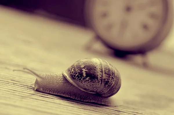 Land snail and clock, in sepia tone — Stock Photo, Image