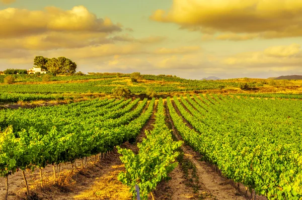 Un viñedo en un país mediterráneo al atardecer — Foto de Stock