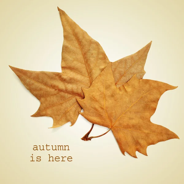 Autumn is here — Stock Photo, Image