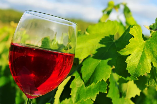 Келих червоного вина в винограднику — стокове фото