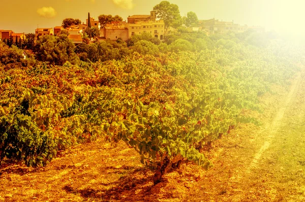 Виноградник в средиземноморской стране, освещенный вечерним светом — стоковое фото