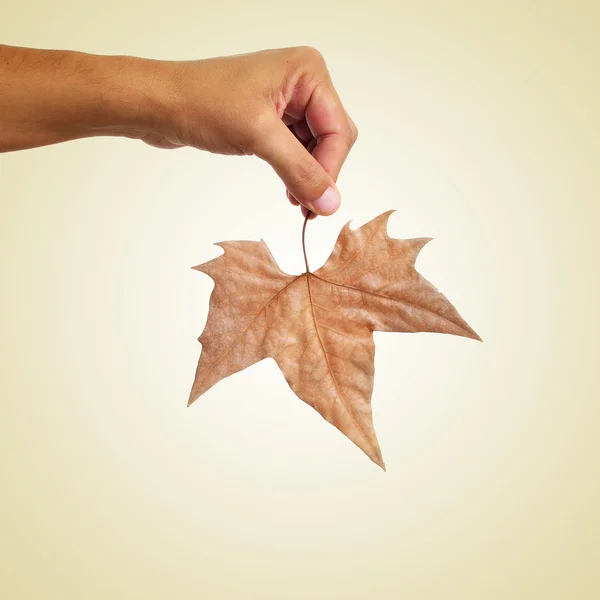 Man holding an autumn leaf, with a retro effect — Stock Photo, Image