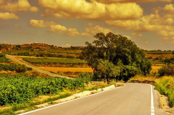 Paisaje con viñedos y una carretera secundaria en un mediterráneo — Foto de Stock