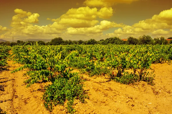 A szőlőkataszter, a Földközi-tengeri országban a naplemente — Stock Fotó