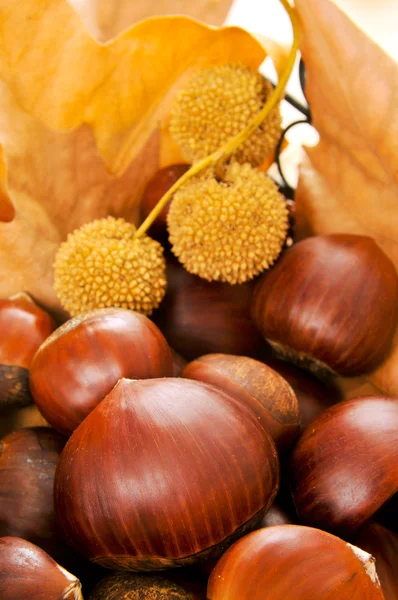 Chestnuts — Stock Photo, Image