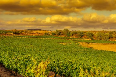 gün batımında Akdeniz bir ülkede bir üzüm bağı