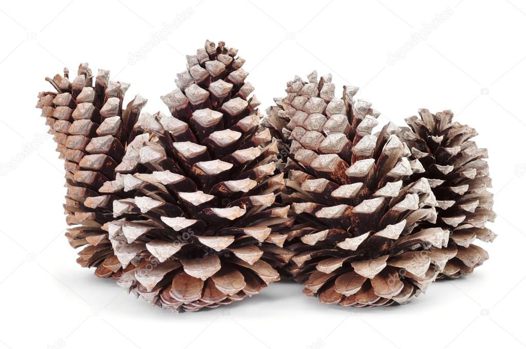 pine cones