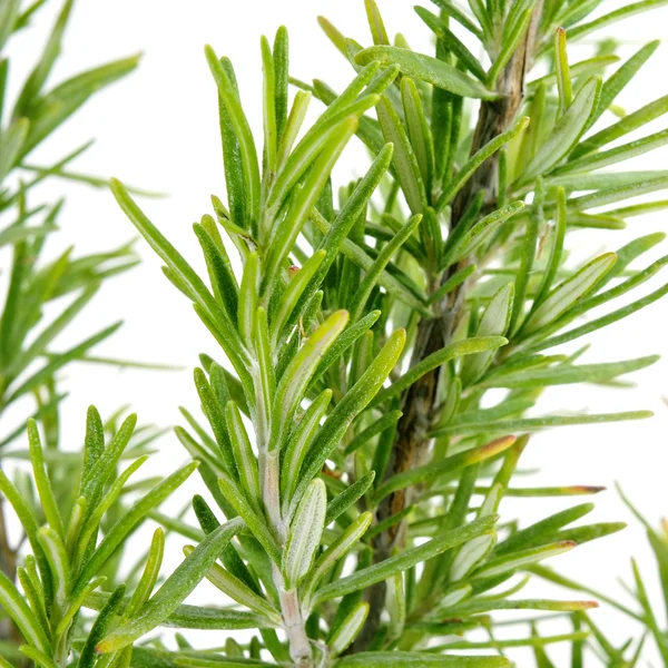 Rosemary — Stock Photo, Image