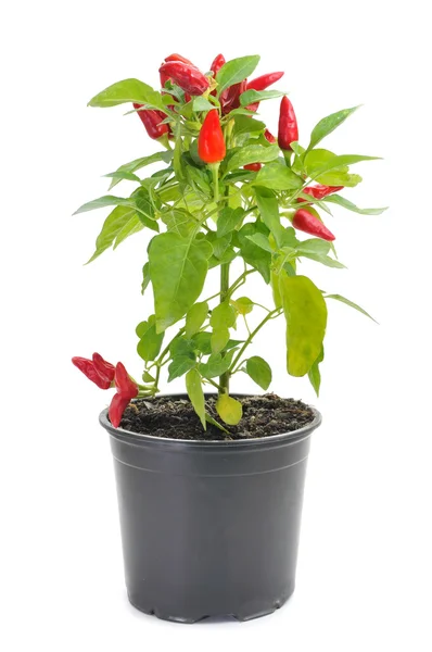 Capsicum annuum plant with small red peppers — Stock Photo, Image