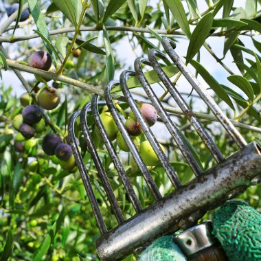 harvesting arbequina olives in an olive grove in Catalonia, Spai clipart