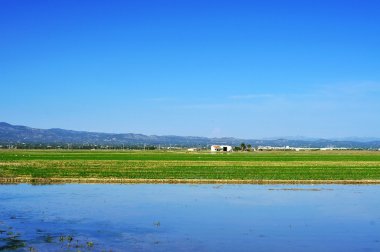 Paddy alanında Delta del Ebro, Katalonya, İspanya