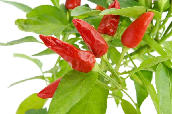 Capsicum annuum plant with small red peppers — Stock Photo, Image