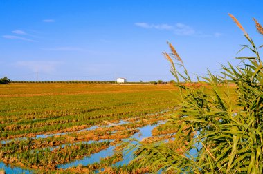 Paddy alanında Delta del Ebro, Katalonya, İspanya