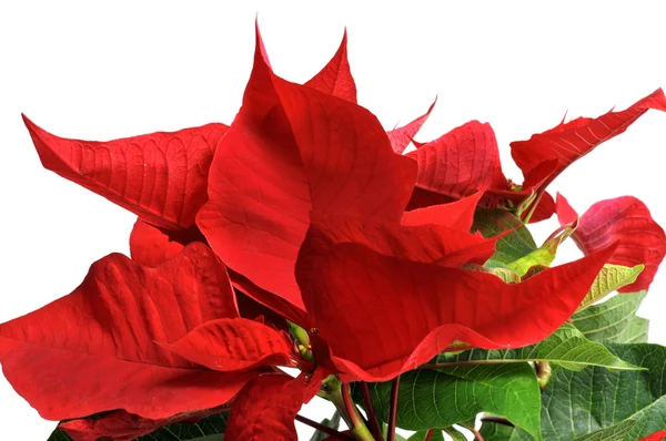 Poinsettia — Stock Photo, Image