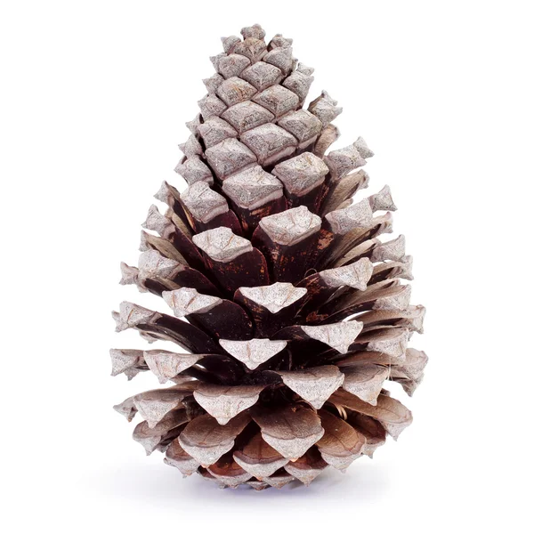 Dried pine cone — Stock Photo, Image