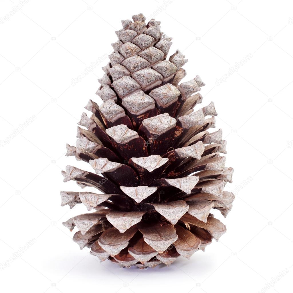 dried pine cone