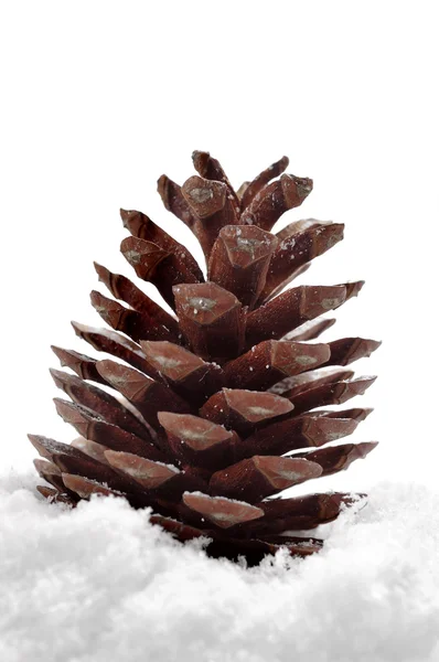 Cone de pinho na neve — Fotografia de Stock