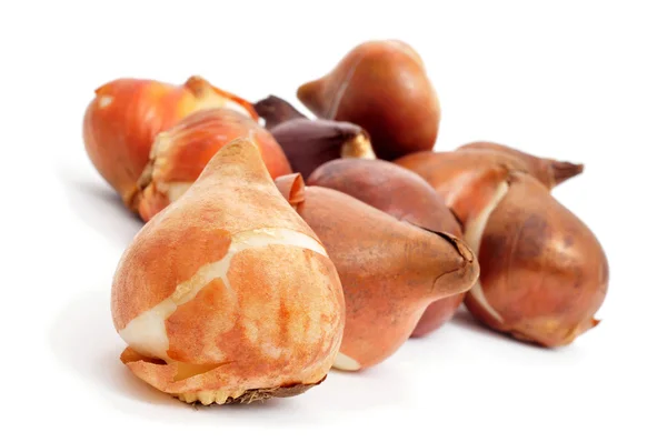 Тюльпановые луковицы — стоковое фото