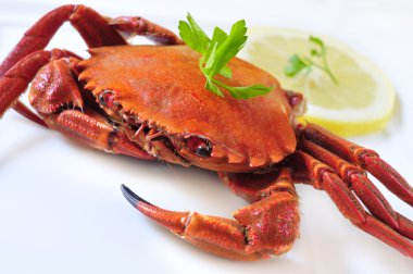cooked velvet crab clipart